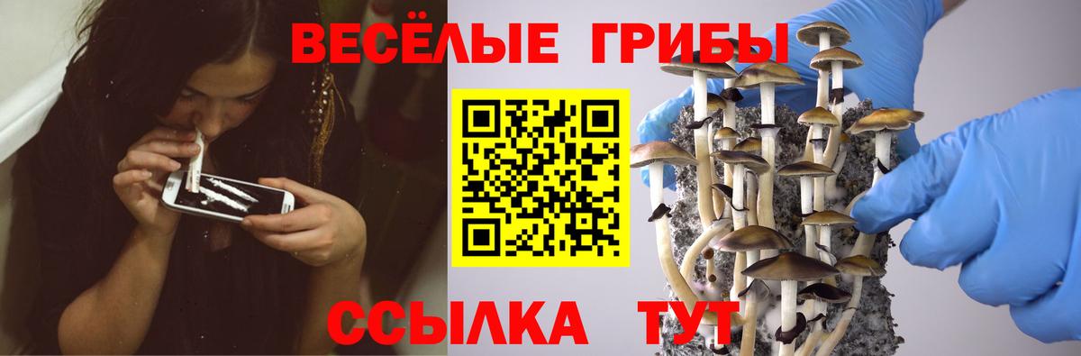Псилоцибиновые грибы Psilocybine cubensis  Псилоцибиновые грибы прущие грибы  Королёв  где купить   Вход с VPN 